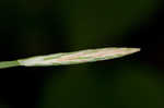 Purple sedge